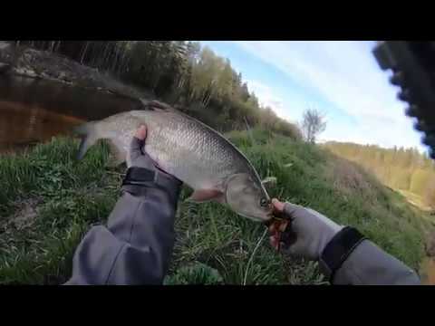 Видео: Нахлыст, ловля на стример . Хариус и Жерех.  Fly Fishing two handed rod.