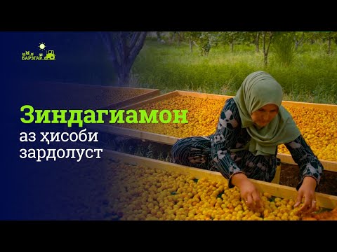 Видео: Чӣ тавр зардолупарвариро ба "бизнес" табдил дод