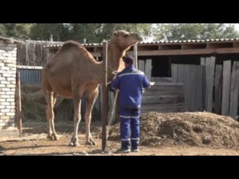 Видео: Қызылоба ауылындағы көпбалалы отбасы түйе өсіреді