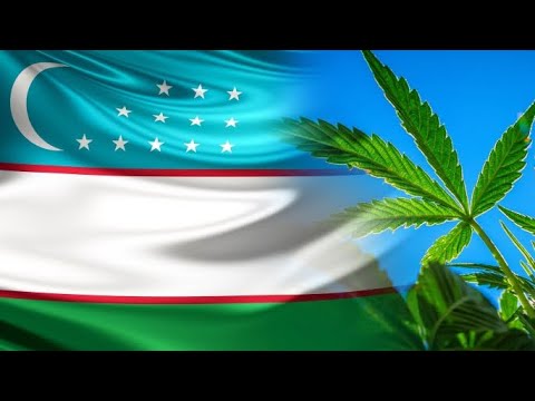 Видео: Өзбекстан 3000 гектар жерге кара куурай өстүрөт