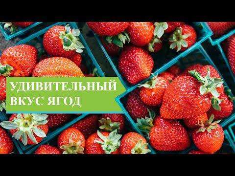 Видео: Выращивание очень сладкой клубники без химии, краткий инструктаж по использованию СТИМИКС