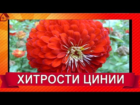 Видео: ЦИНИЯ семена/Как вырастить махровую цинию из семян/Выбираем правильные семена