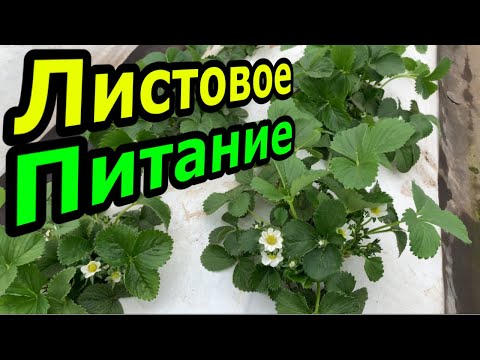 Видео: Листовое питание
