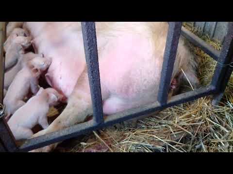 Видео: свинка рожает  в станке для опороса