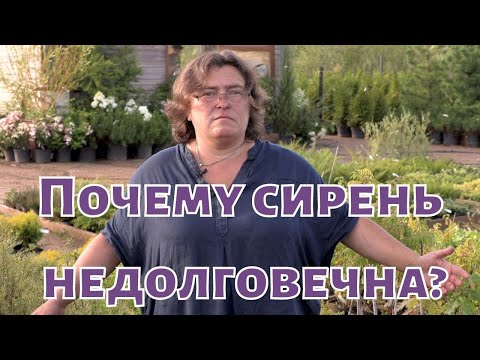 Видео: Почему сирень недолговечна?