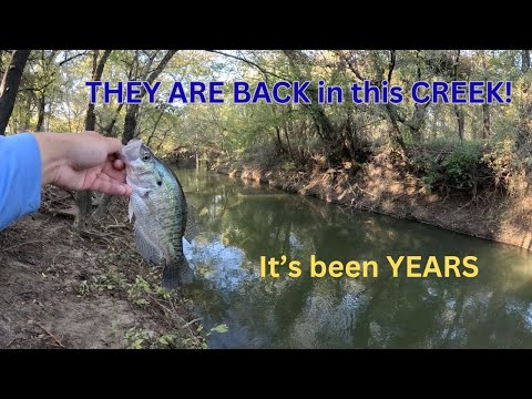 Видео: Краппи вернулись после долгих лет затишья! Супермелкий краппи в потоке!