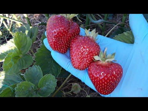 Видео: Земляника садовая крупноплодная ""Азия"" в Сибири!!!