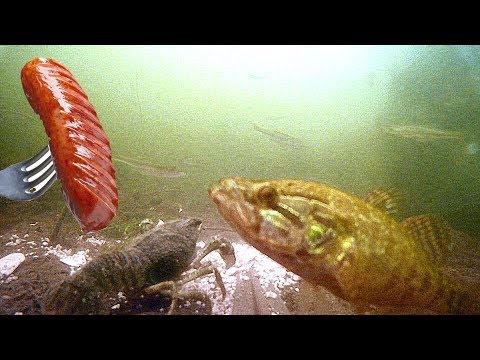 Видео: Раки СОБРАЛИСЬ СО ВСЕГО ВОДОЕМА! Сосиски работают! Подводная съемка