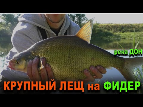 Видео: Лещ на фидер. Рыбалка на реке Дон. Ловля крупных лещей