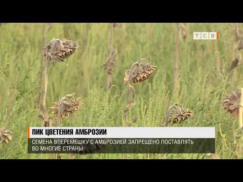 Видео: Почему амброзия растёт не на всех полях?