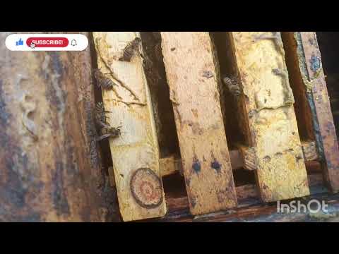 Видео: Барои занбур дар авали бахор тез бисер шавад Чи кор кардан даркор.занбурпарвари.дарси занбурпарвари.