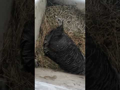 Видео: Әр істің бір қайыры бар😞