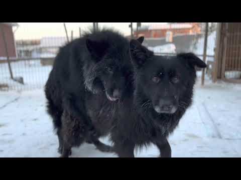 Видео: Вязка собак на морозе / Спонтанная вязка Геркулеса / Mating dogs in the cold (German shepherd)