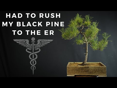 Видео: Путь к выздоровлению: спасение бонсай из японской чёрной сосны от неминуемой гибели