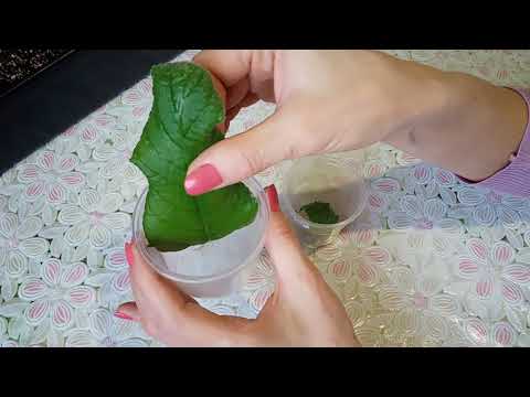 Видео: Размножение стрептокарпуса! Как укоренить фрагмент листа?