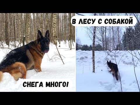 Видео: В ЛЕСУ С СОБАКОЙ [влог] - снега многоооо!