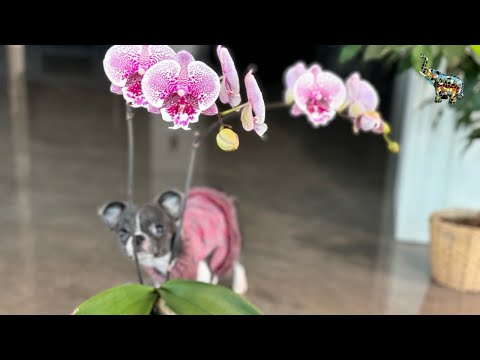 Видео: Пересадка орхидеи БЕЗ ТАНЦЕВ С БУБНАМИ 🙌🏼😜🌸 #phal #orchid #уходзаорхидеями