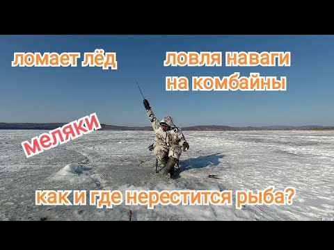 Видео: Зимняя рыбалка 2022.ловля НАВАГИ. Рыбалка на НАВАГУ. Жизнь в Приморье.