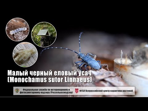 Видео: Малый черный еловый усач (Monochamus sutor Linnaeus)
