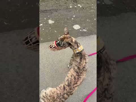 Видео: 4 мая 2025 г.