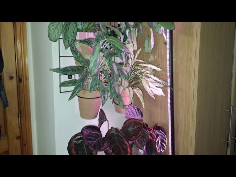 Видео: 🌱🌿  ОБЗОР  комнатных  растений  2 ч. ☘️ Новички тоже имеются.🌿☘️