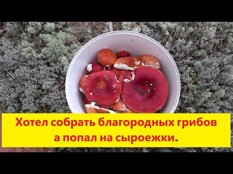 Видео: Сыроежки спасли день! Поход за грибами сезон 2025. Bērzlapes izglāba dienu! Sēņošana 2025.