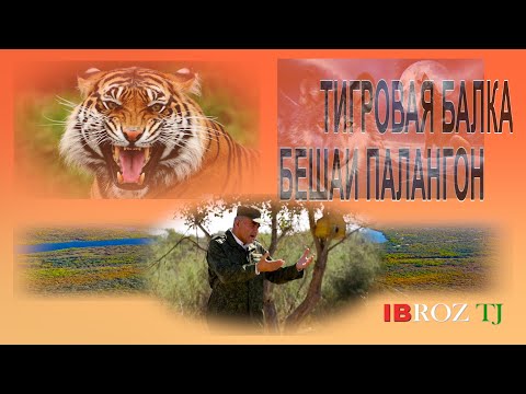 Видео: БЕШАИ ПАЛАНГОН (ТИГРОВАЯ БАЛКА)
