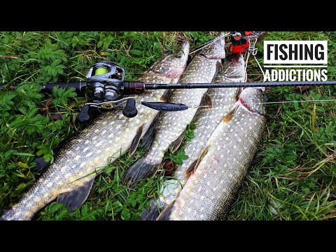 Видео: Осінній жор щуки почався - DUO tide minnow 90f та megabass vision 110