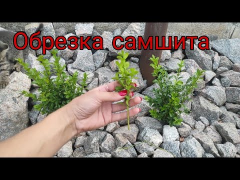Видео: Обрезка самшита Самшит изгородь