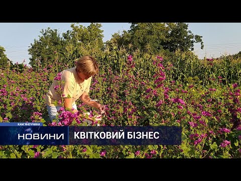 Видео: Сільський заробіток: тисячі гривень ростуть просто під ногами та лікують. 06.08.2021