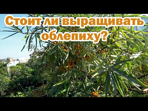 Видео: Облепиха - ценное растение в саду
