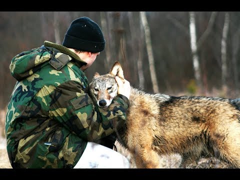 Видео: Волчица по имени Дайя. Очень трогательный фильм | Film Studio Aves