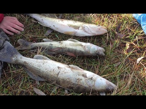 Видео: РЫБАЛКА на реке ОКЕ НА ЖИВЦА! Поставили ДОНКИ НА ЖИВЦА НА НОЧЬ!