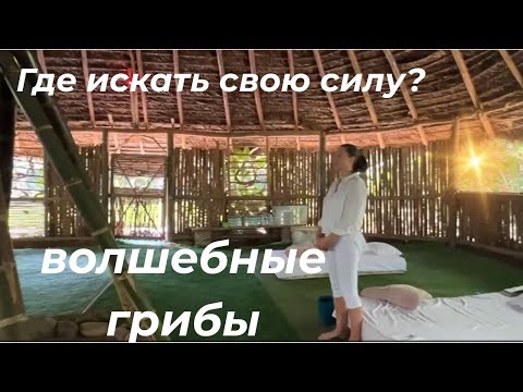 Видео: Псилоцибиновые грибы. Откройте силу Вашего Духа. Связь с Духом. Ретрит в Эквадоре. Часть 3