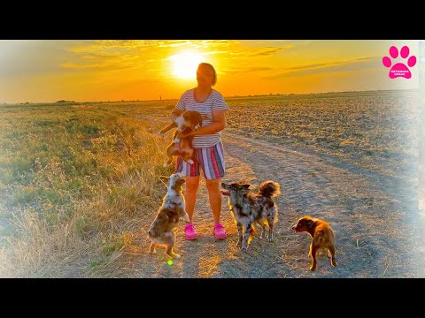 Видео: Мини Аусси лучше, чем любая другая порода! И вот почему...