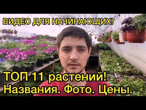 Видео: Самые ВЫГОДНЫЕ цветы из семян на продажу рассадой! (И ЭТО НЕ КУСТОВАЯ ПЕТУНИЯ)