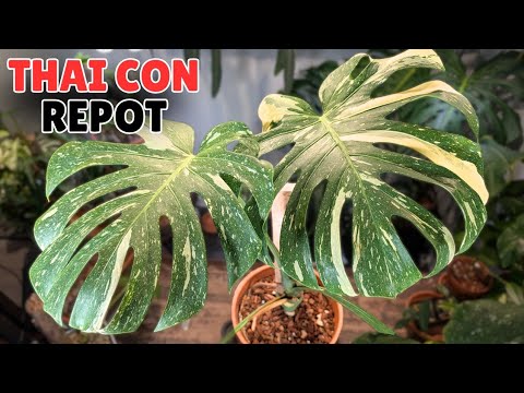 Видео: пора пересаживать мое тайское созвездие