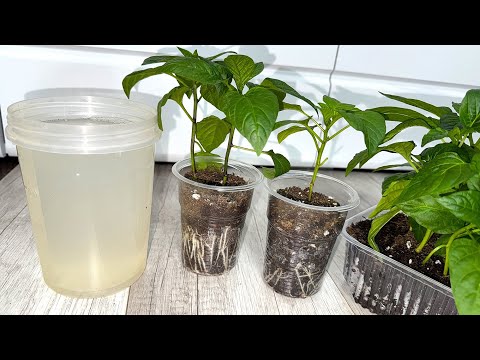 Видео: КОРНЕВАЯ У ПЕРЦА ПРЁТ КАК НА ДРОЖЖАХ! Первая важная подкормка для рассады перца!