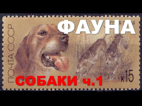 Видео: Фауна. Собаки ч. 1