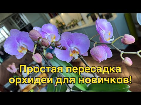 Видео: Идеальная простая пересадка и укрываем корни детки мхом! 🌸💕🔥