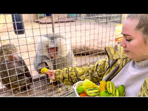 Видео: Мы принесли СТОЛЬКО ВКУСНОСТЕЙ и пока я отвлекаю Елисея и Лиду, Денис ПОДКАРМЛИВАЕТ Люську!)