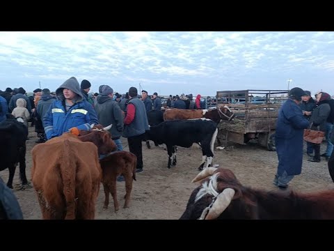 Видео: АБАЙ_ЭМКАДОС МАЛ КУЙ БОЗАР НАРХЛАР  20_11_2024