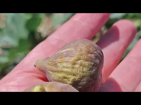 Видео: ИНЖИР МИЧУРИНСКАЯ 10 (Florea)