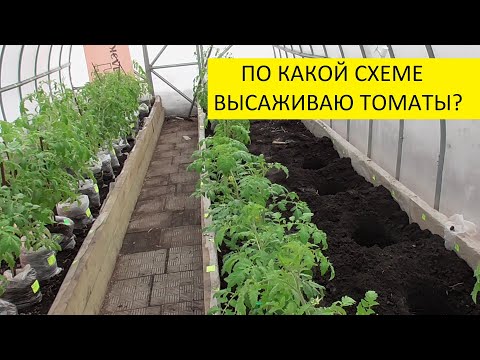Видео: Какую схему посадки томатов в теплице я использовала в этом году. Ольга Чернова.