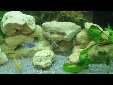 Видео: Аквариум с цихлидами.