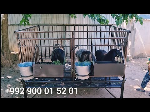 Видео: Гусфанд Хона 1 июня 2024г