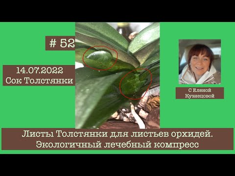 Видео: # 52 Толстянка и орхидея - эксперимент продолжается! #УходЗаОрхидеями #ЛечениеОрхидей