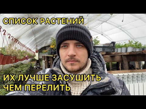 Видео: Осторожно! Не перелейте эти растения! Список комнатных цветов которые не любят много пить.