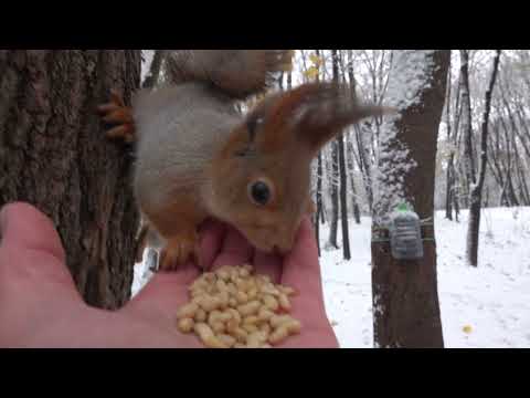 Видео: Покормил белок / Fed the squirrels