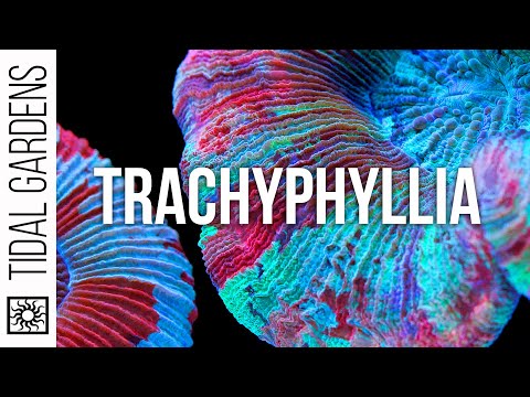 Видео: Советы по уходу за кораллами с открытым мозгом Trachyphyllia